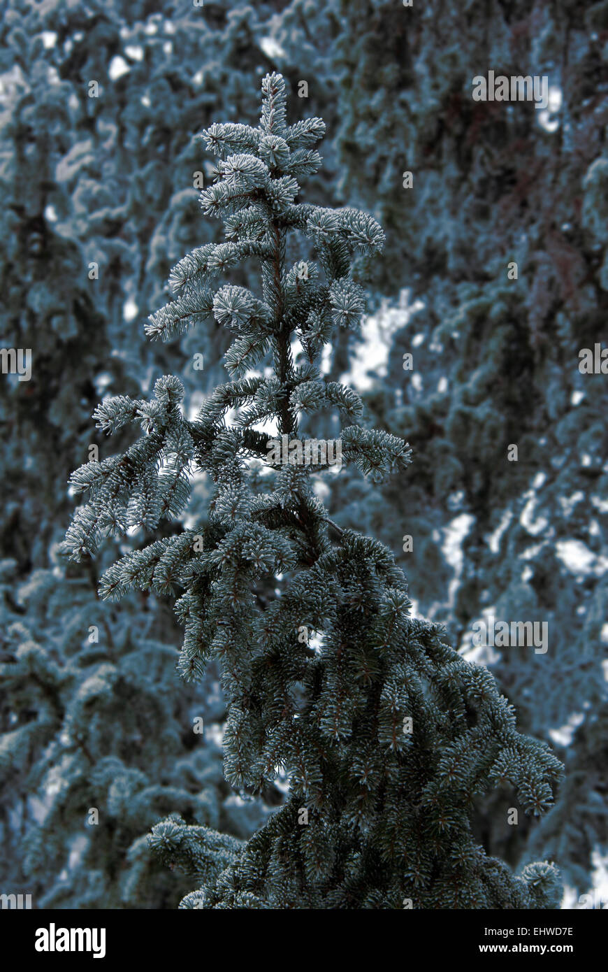 Branch Spruce(Picea pungens)in frost Stock Photo