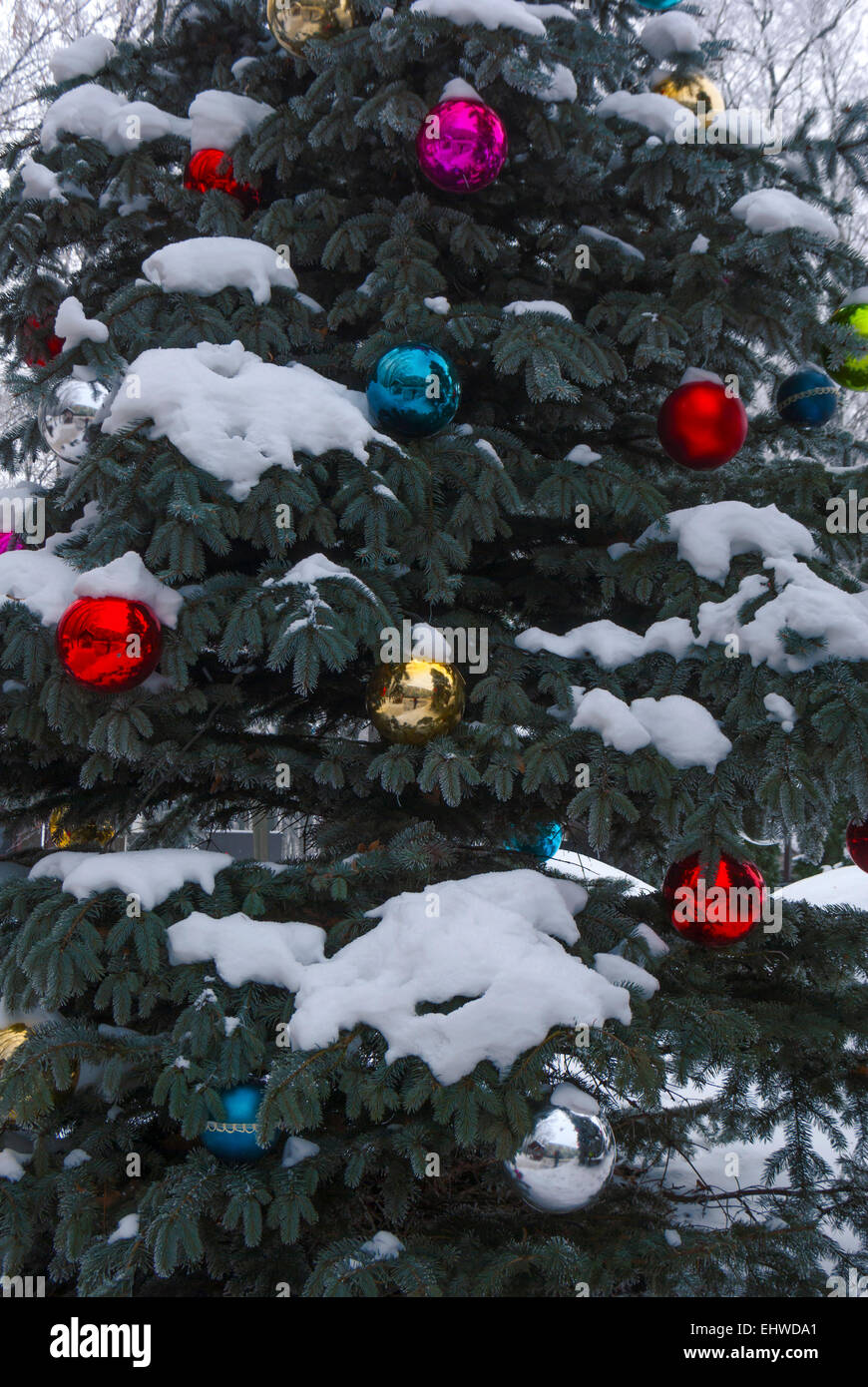 Spruce(Picea pungens) with Christmas balls. Stock Photo