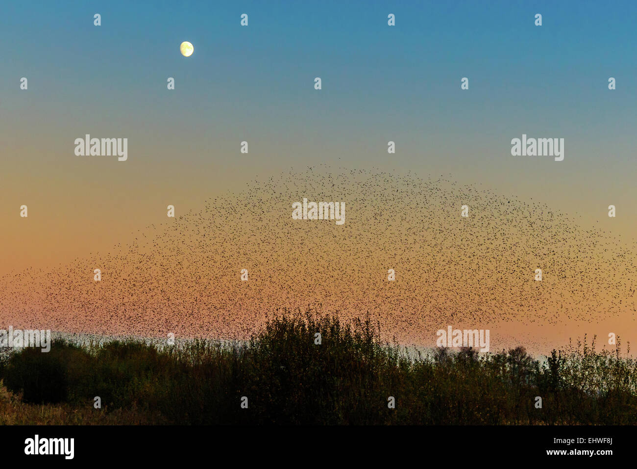 Starling gathering to roost in the reeds at the sumerset levels. Stock Photo