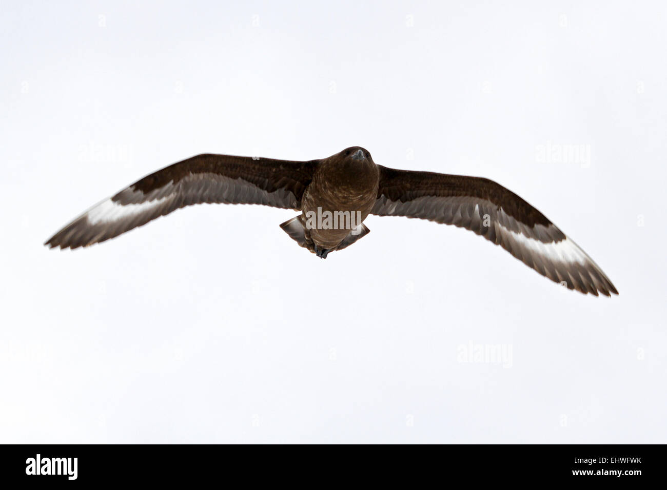 Southern giant petrel (Macronectes giganteus) in flight. This large bird is native to Antarctica and the southern hemisphere reg Stock Photo