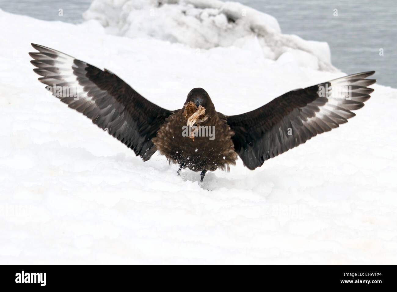 Southern giant petrel (Macronectes giganteus) with prey. This large bird is native to Antarctica and the southern hemisphere reg Stock Photo