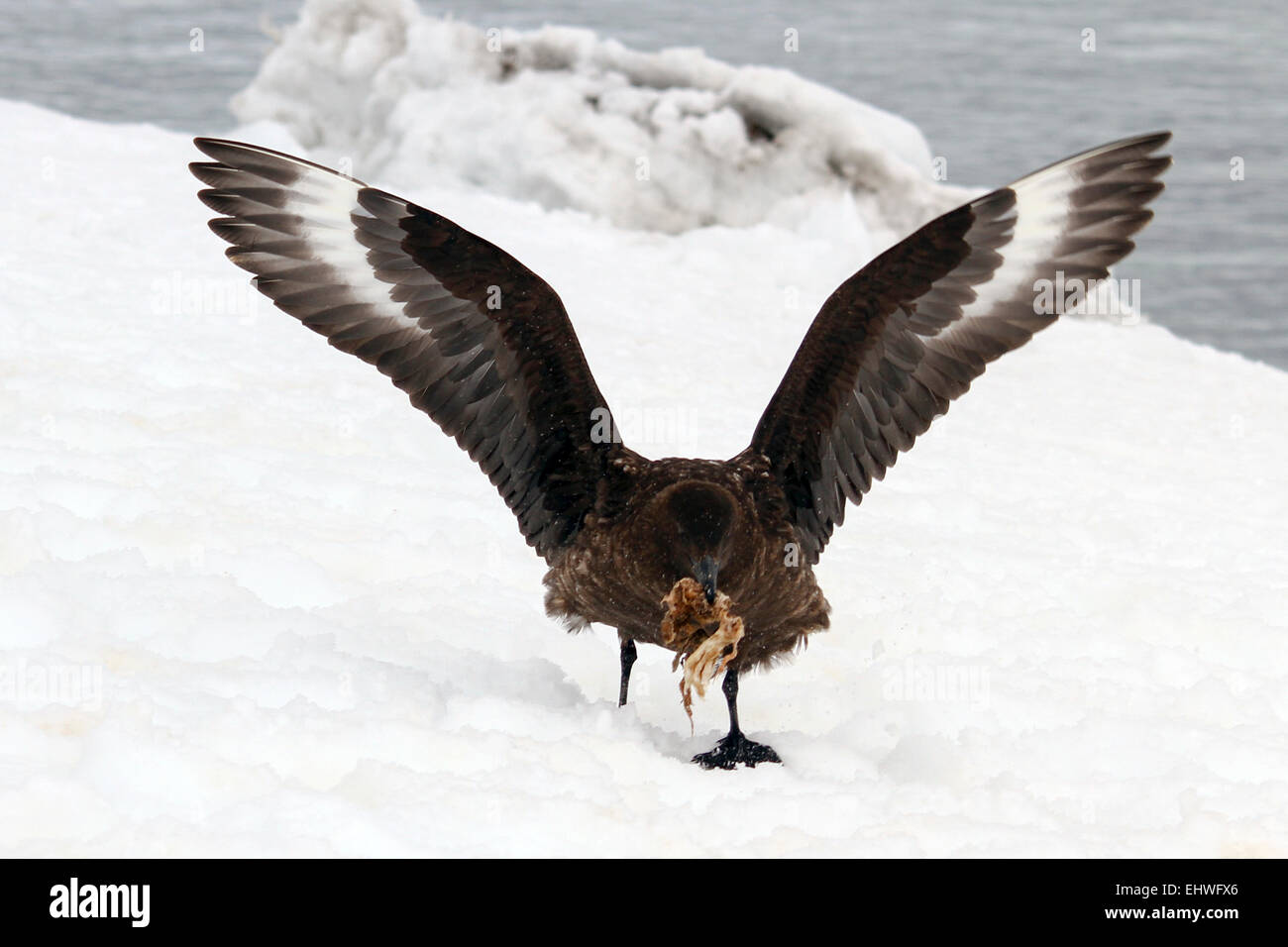 Southern giant petrel (Macronectes giganteus) with prey. This large bird is native to Antarctica and the southern hemisphere reg Stock Photo