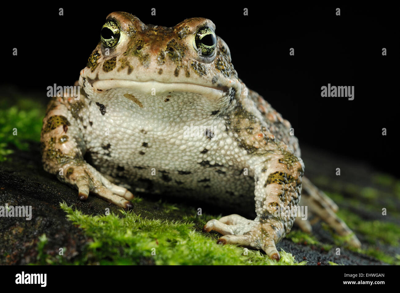 The Natterjack Toad (Epidalea calamita, formerly Bufo calamita) is a toad native to sandy and heathland areas of Northern Europe Stock Photo