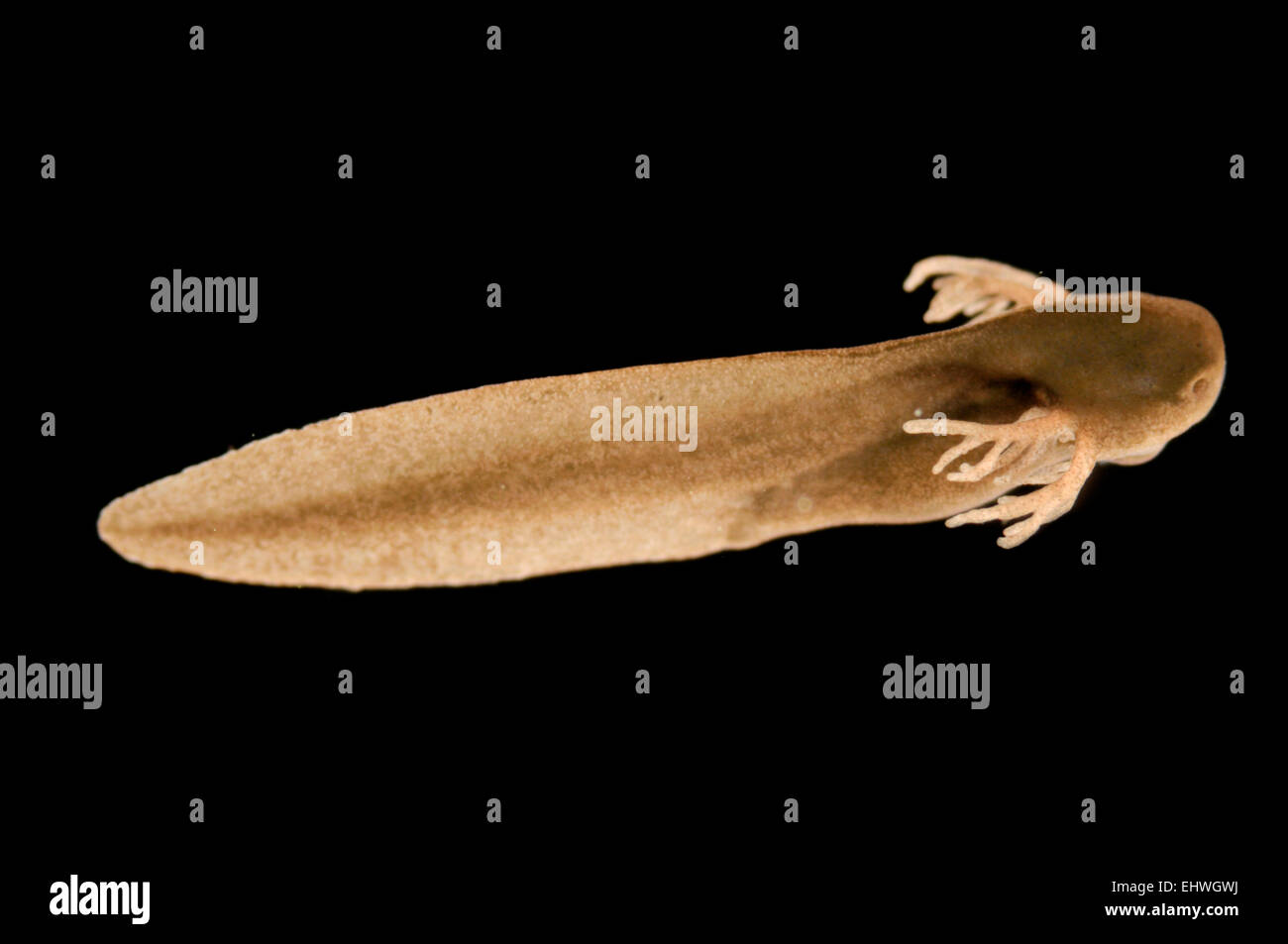 External gills hires stock photography and images Alamy