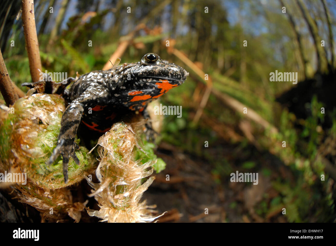 European fire-bellied toad (Bombina bombina) | Rotbauchunke (Bombina bombina) Stock Photo