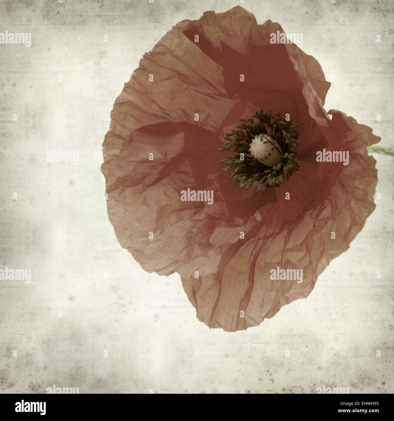 textured old paper background with red poppy flower Stock Photo - Alamy