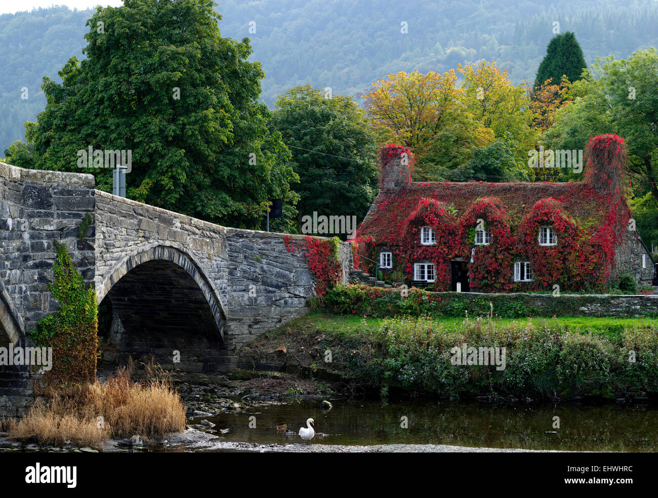 Tea Rooms, Bridge, Llanrwst, Conwy Valley Stock Photo 79853408 Alamy