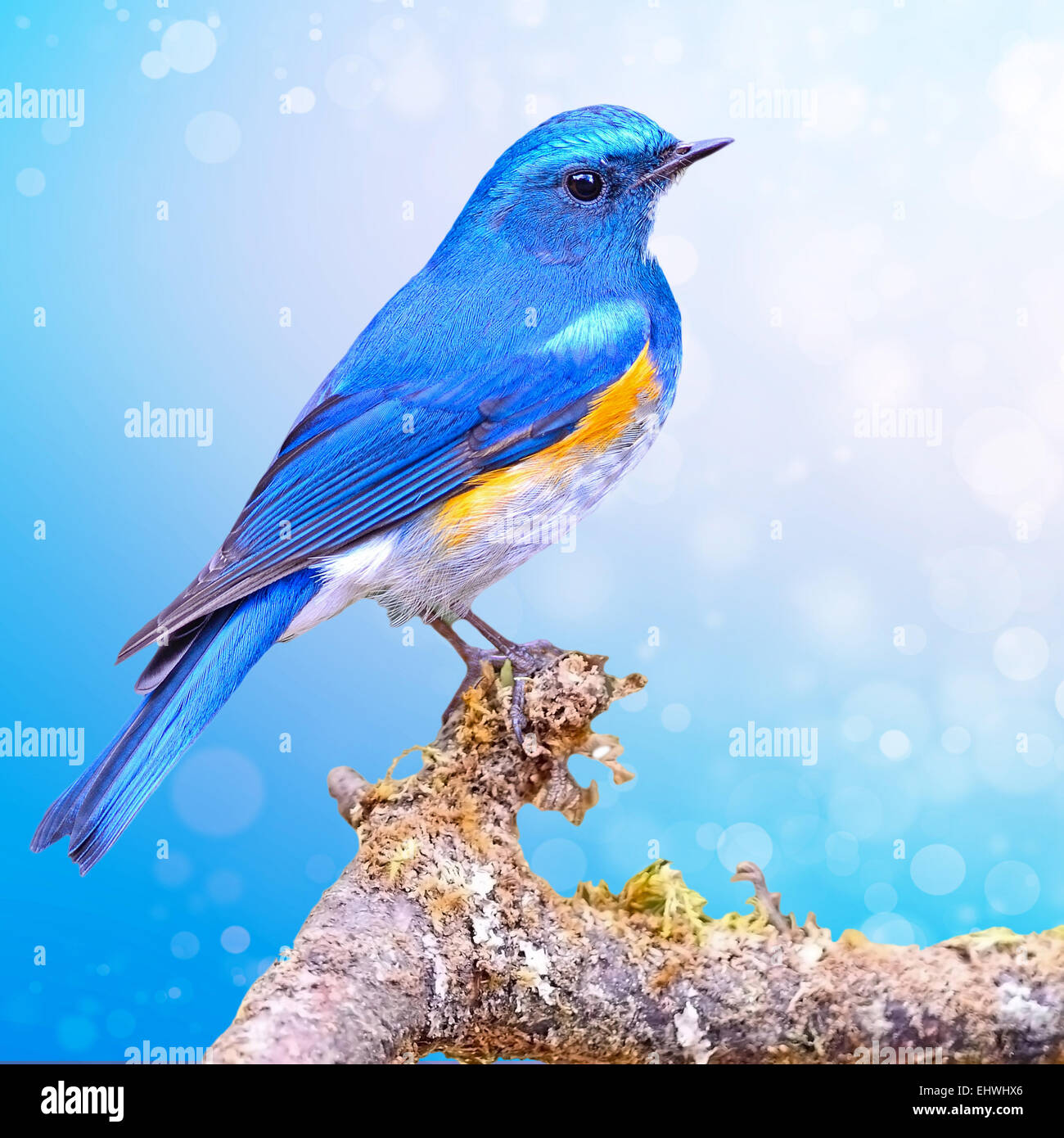 Blue bird, male Himalayan Bluetail (Tarsiger rufilatus), standing on a branch with colorful blue bokeh background Stock Photo