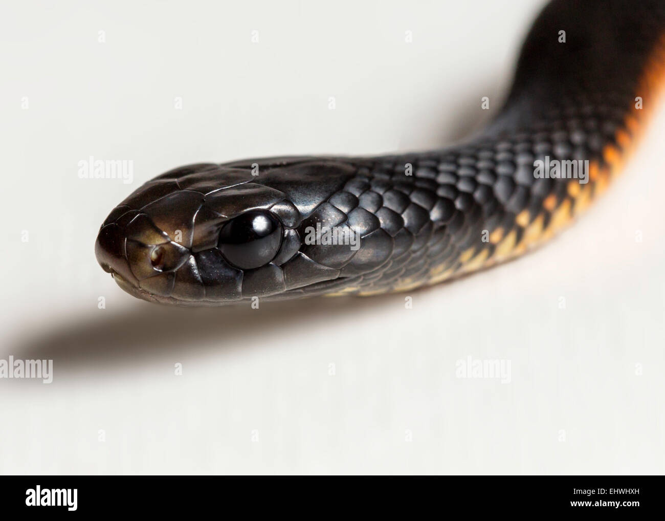 A red bellied black snake juvenile (Pseudechis porphyriacus) up close on a white background Stock Photo