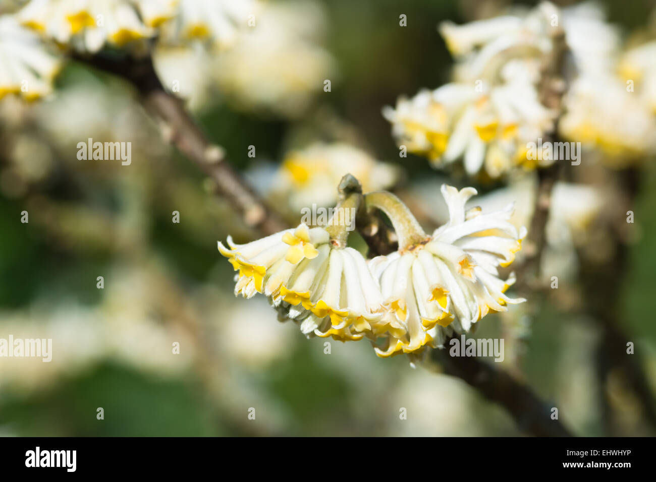 Edgeworthia chrysantha in flower Stock Photo