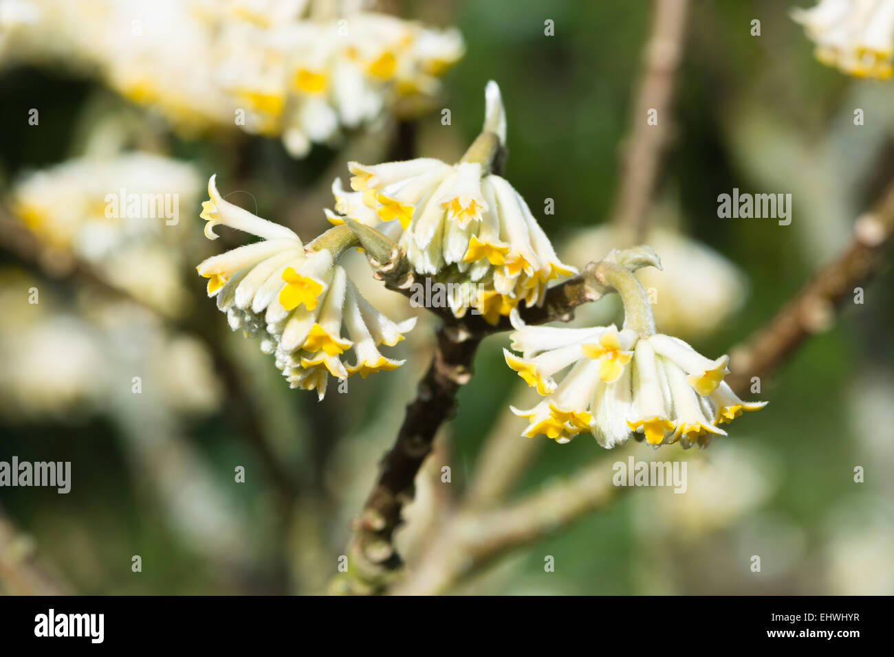 Edgeworthia chrysantha in flower Stock Photo