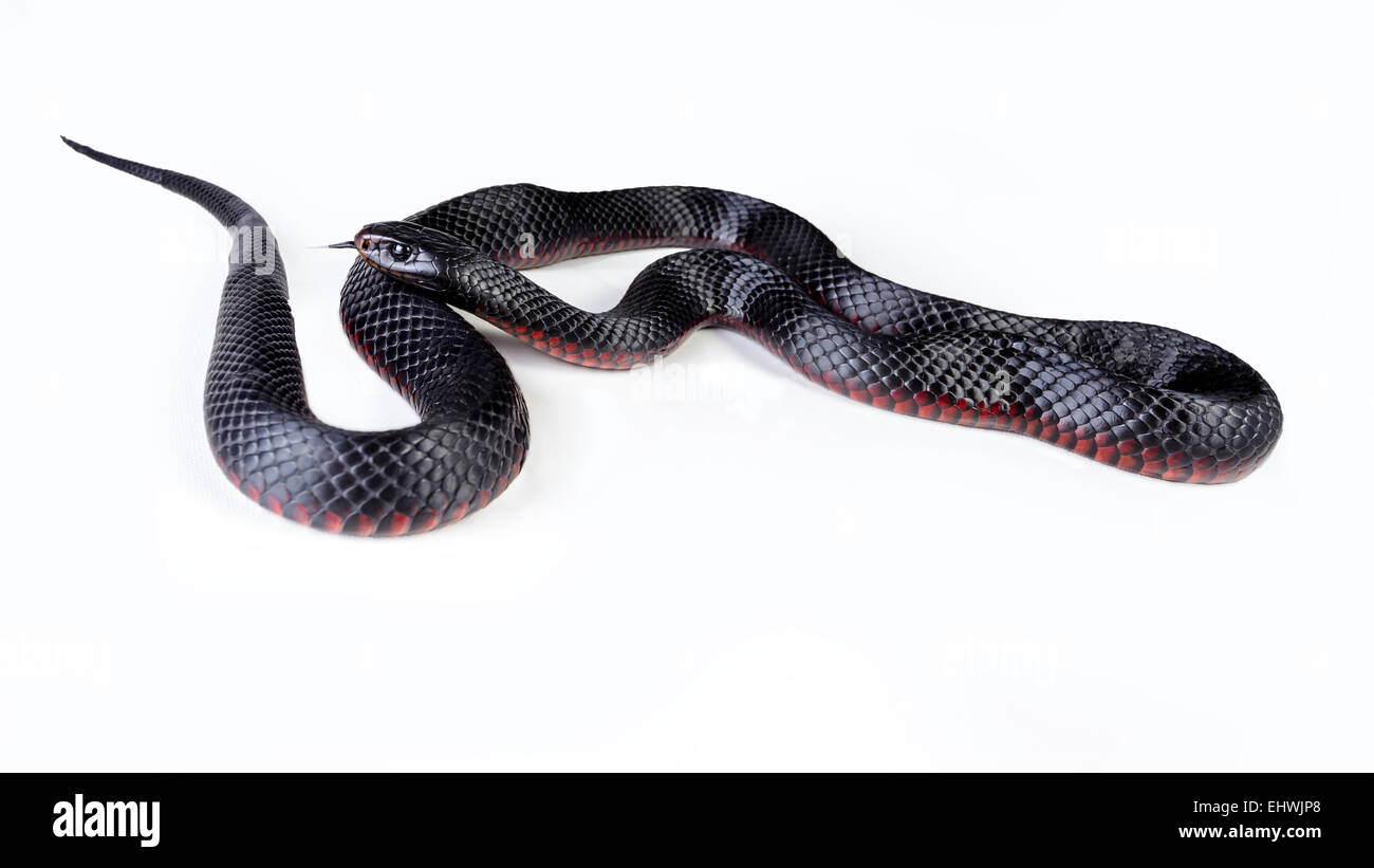 A red bellied black snake (Pseudechis porphyriacus) up close on a white background Stock Photo
