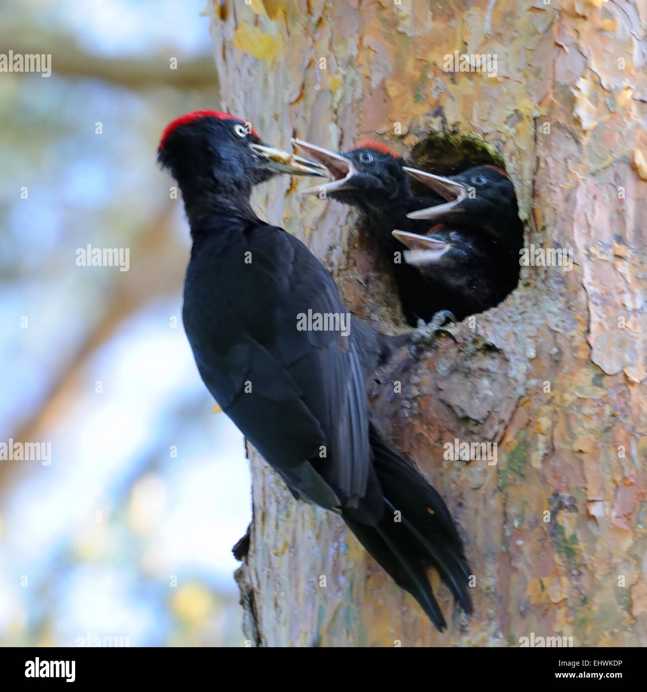 Black Woodpecker near the nest-hollow in the pine-tree and three nestlings Stock Photo