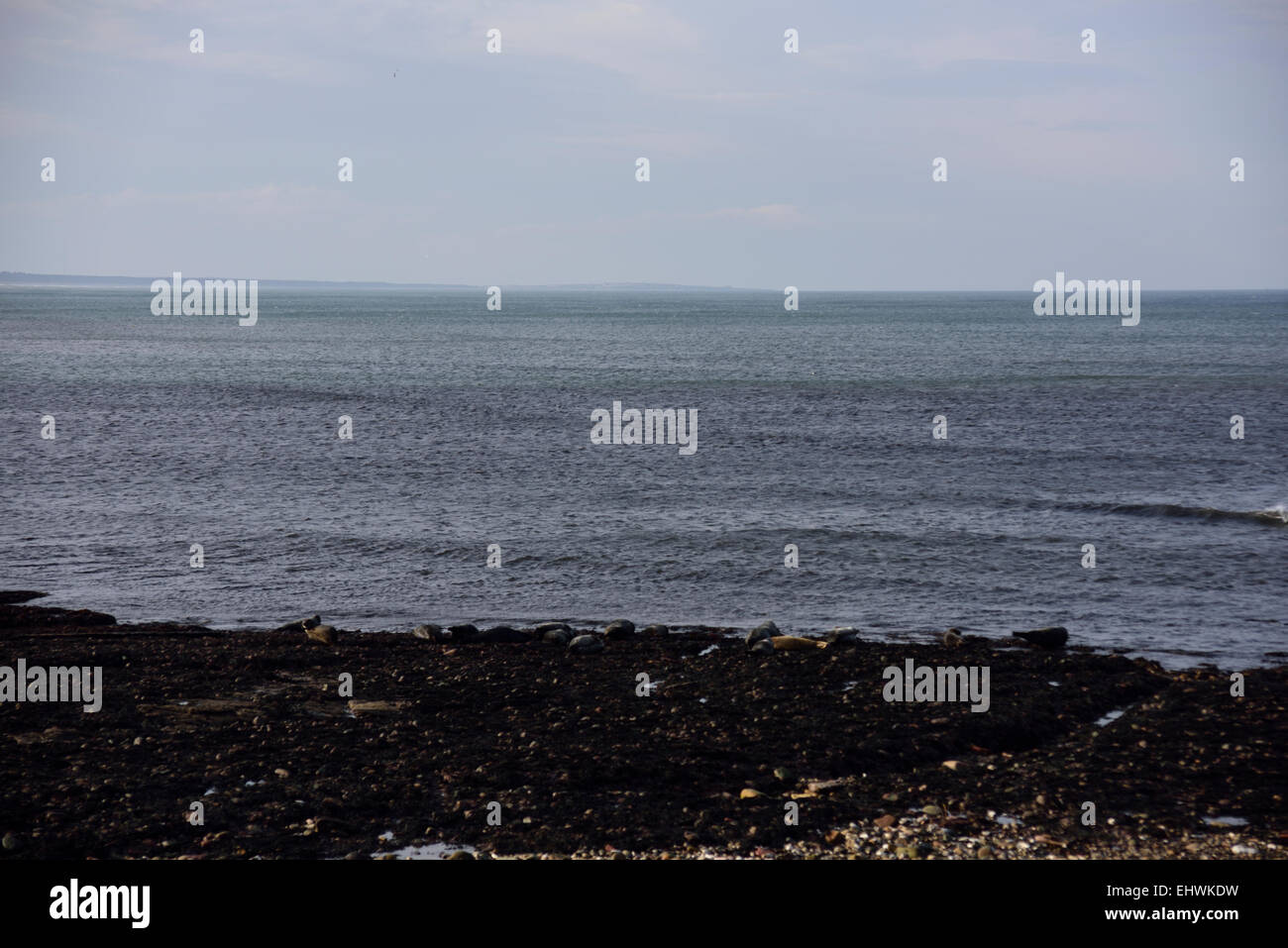 Seals on the beach at Portgordon, Moray Firth, Scotland Stock Photo - Alamy