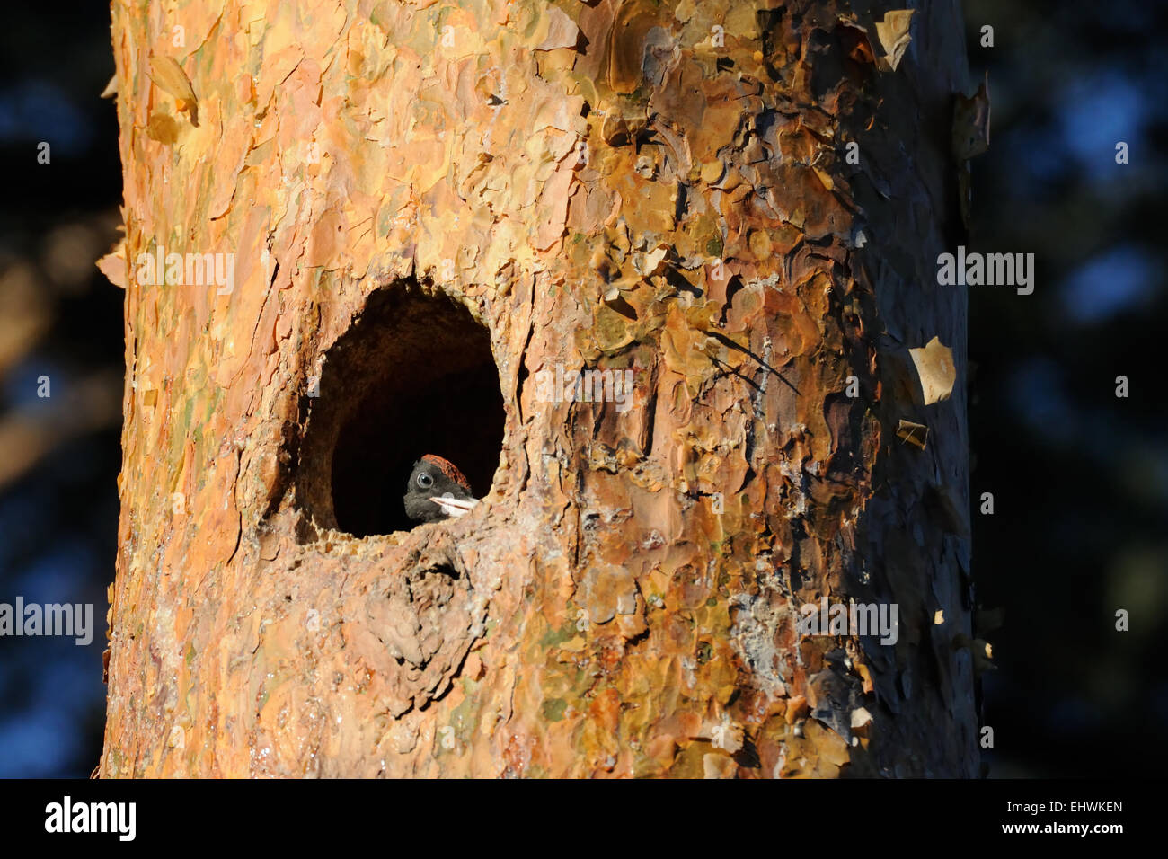 Black Woodpecker nestling in the hollow Stock Photo