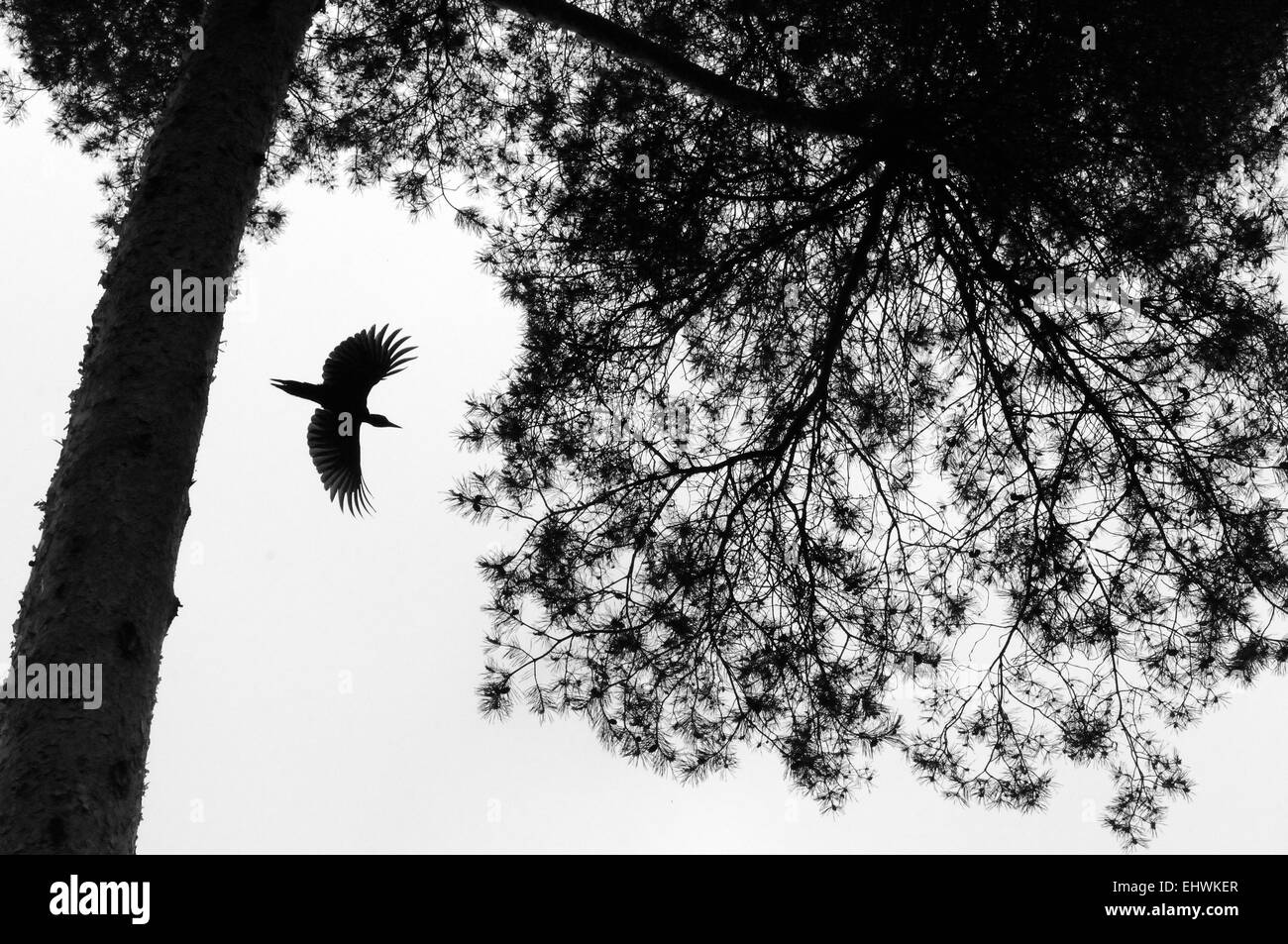 Black-and-white silhouette of flying Black Woodpecker Stock Photo