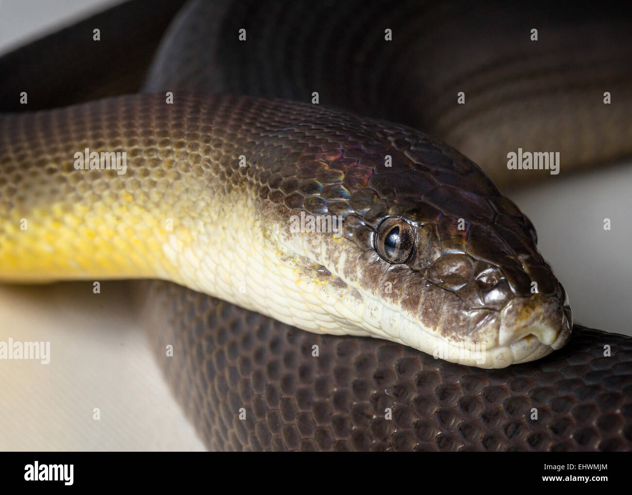 a close up of a water python Stock Photo