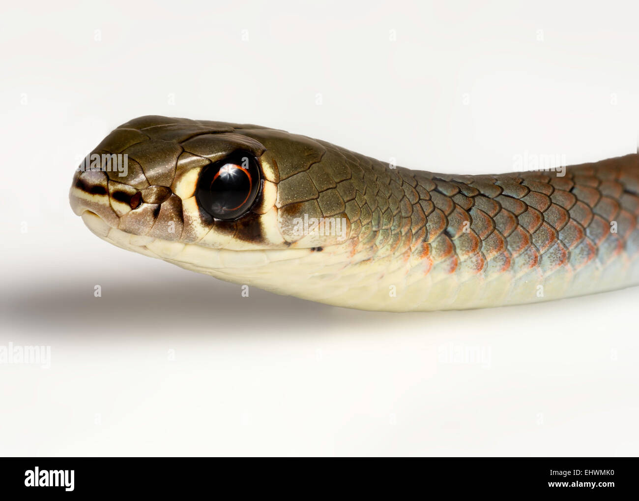 a closeup of a yellow faced whip snake (Demansia psammophis) on a white background Stock Photo