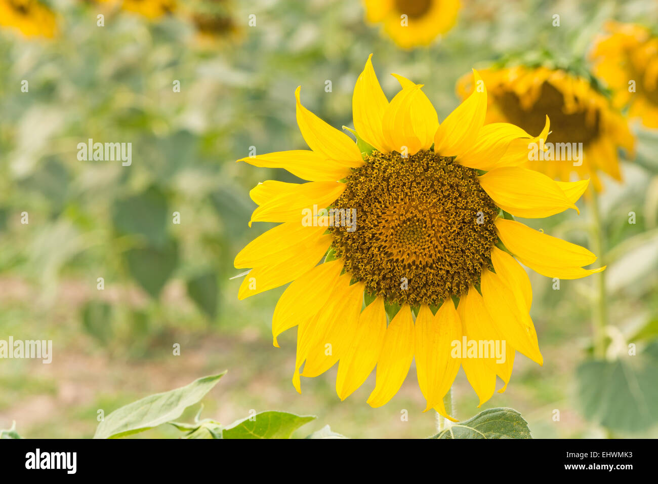 Beautiful yellow flower, sunflower in field plantation Stock Photo - Alamy