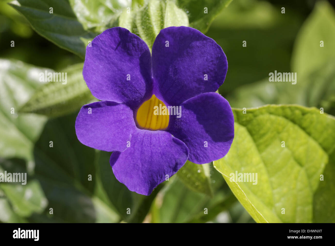 Thunbergia battiscombei, Blue Boy, Blue Glory Stock Photo