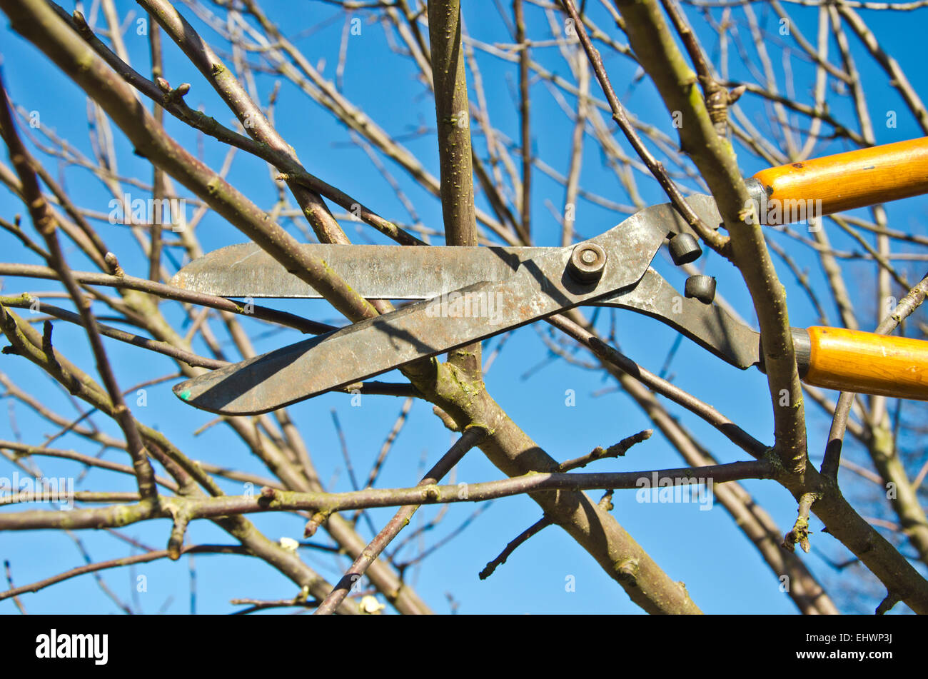 cut trim prune fruit tree branch with vintage clippers scissor in spring garden Stock Photo