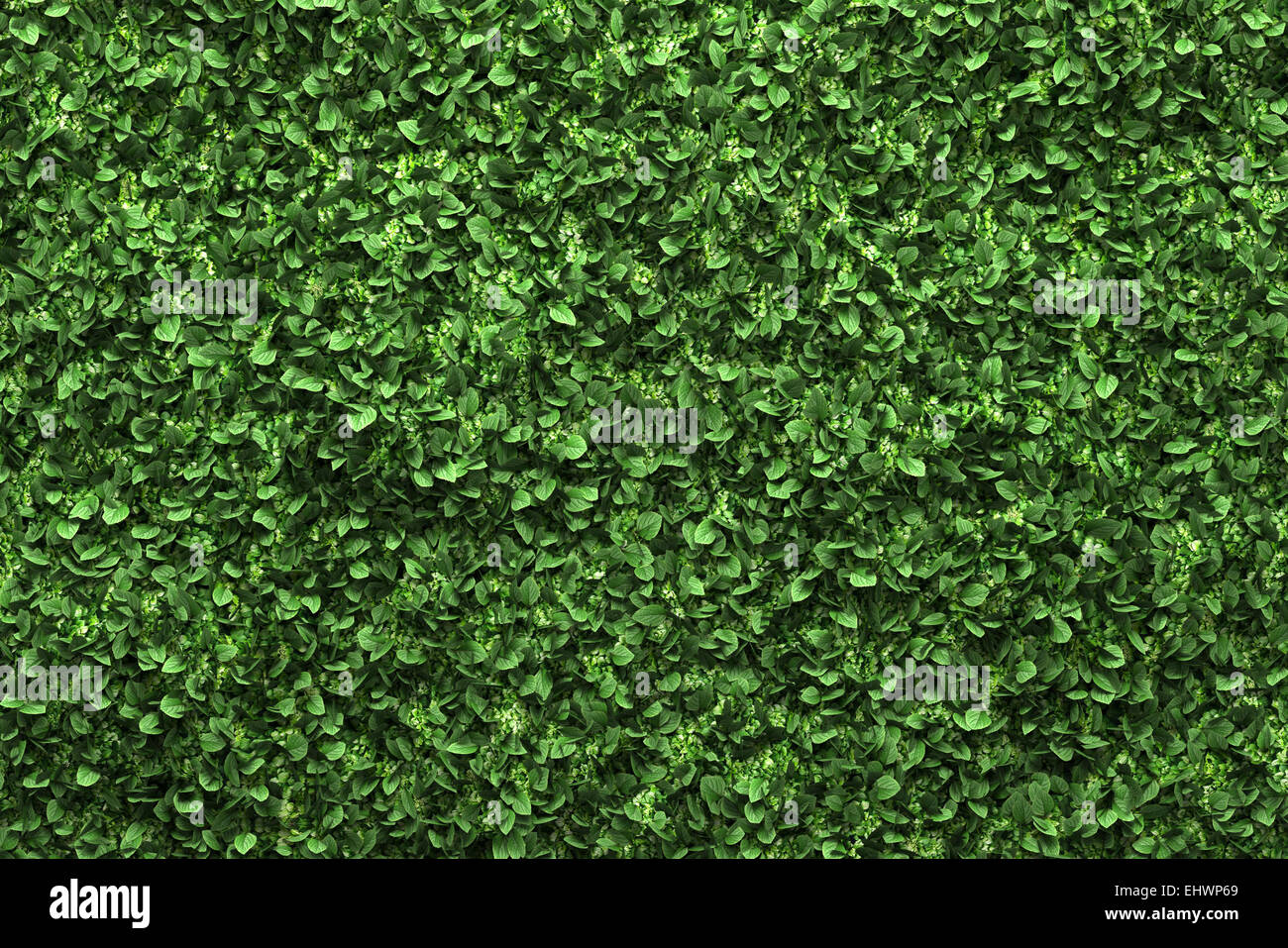 green box hedge background with green leaves Stock Photo Alamy