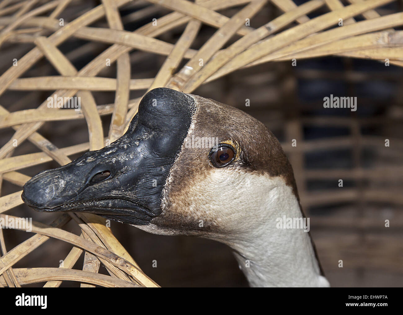 Knob geese Stock Photo