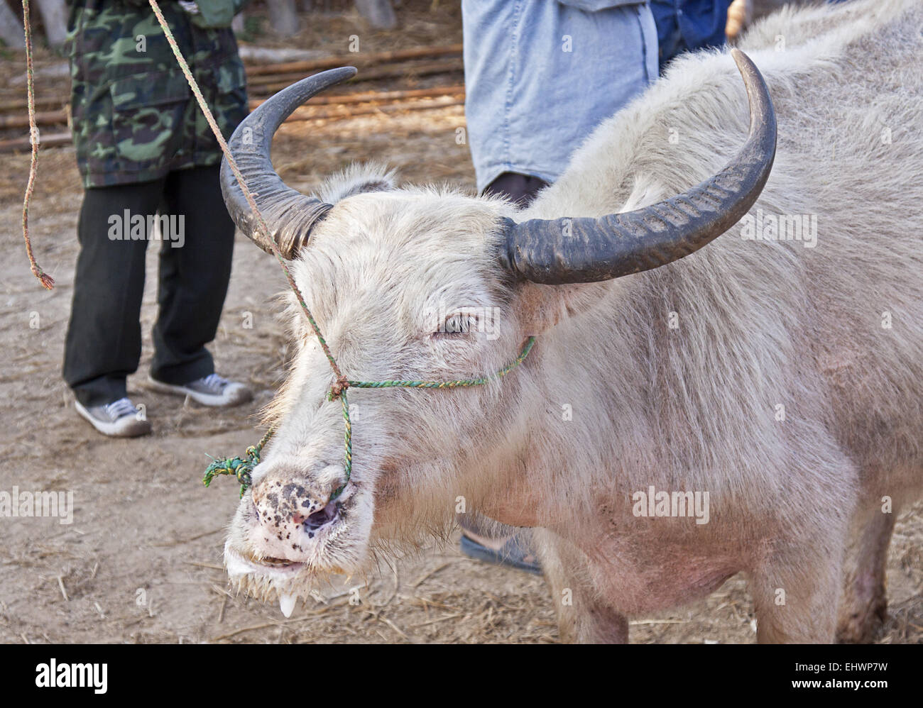 Indian albino hi-res stock photography and images - Alamy