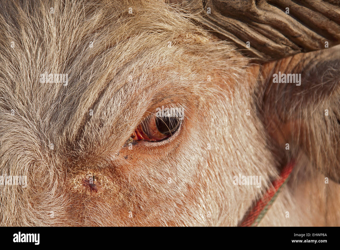 Indian albino hi-res stock photography and images - Alamy