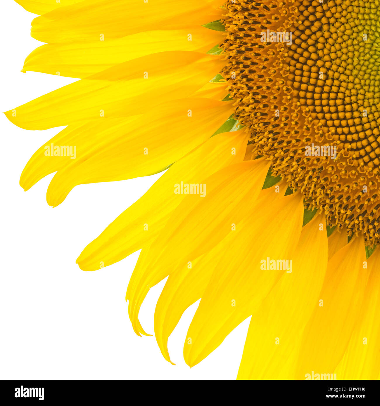 Beautiful yellow flower, sunflower petal, isolated on white background Stock Photo