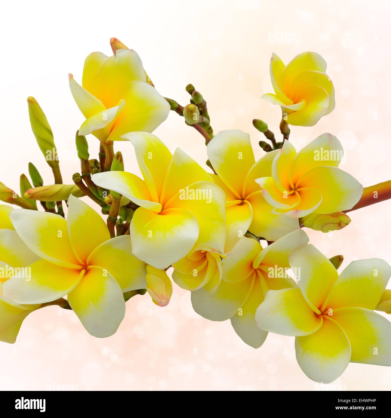 Colorful yellow plumeria or frangipani flower with pink bokeh background Stock Photo
