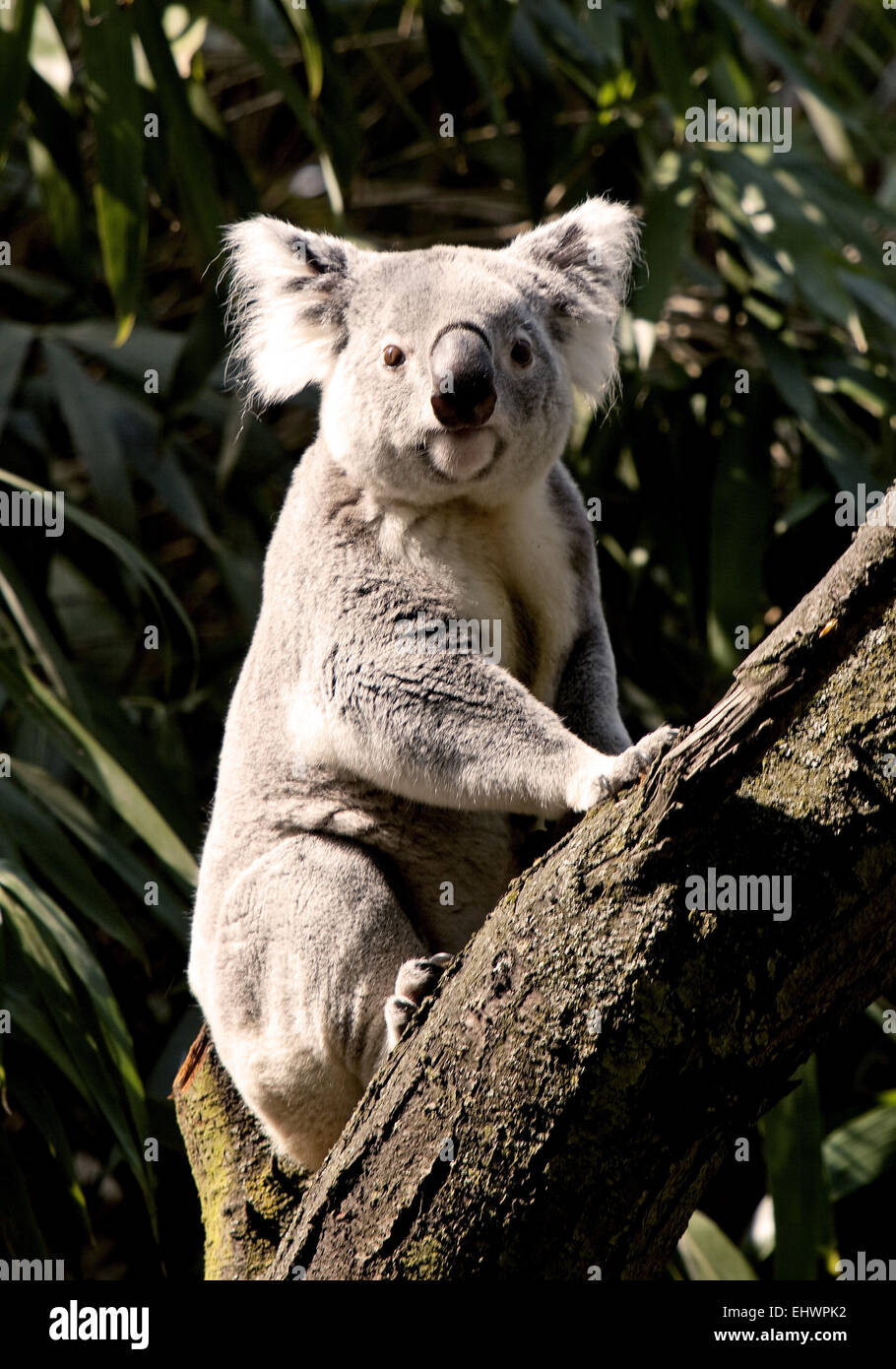 zoo duisburg koala nachwuchs