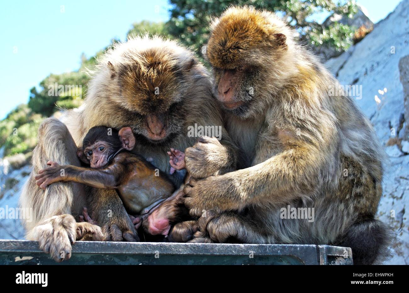 Two Barbary Apes holding their baby, Gibraltar, United Kingdom, Western Europe. Stock Photo