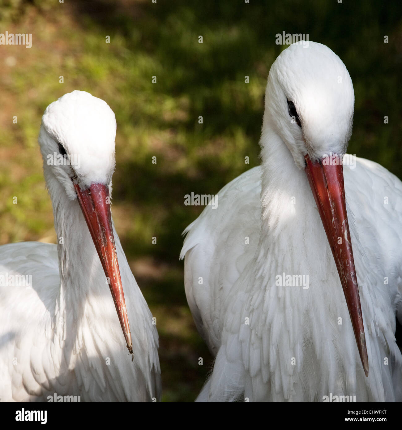 Stork couple, Duisburg Zoo, Germany. Stock Photo