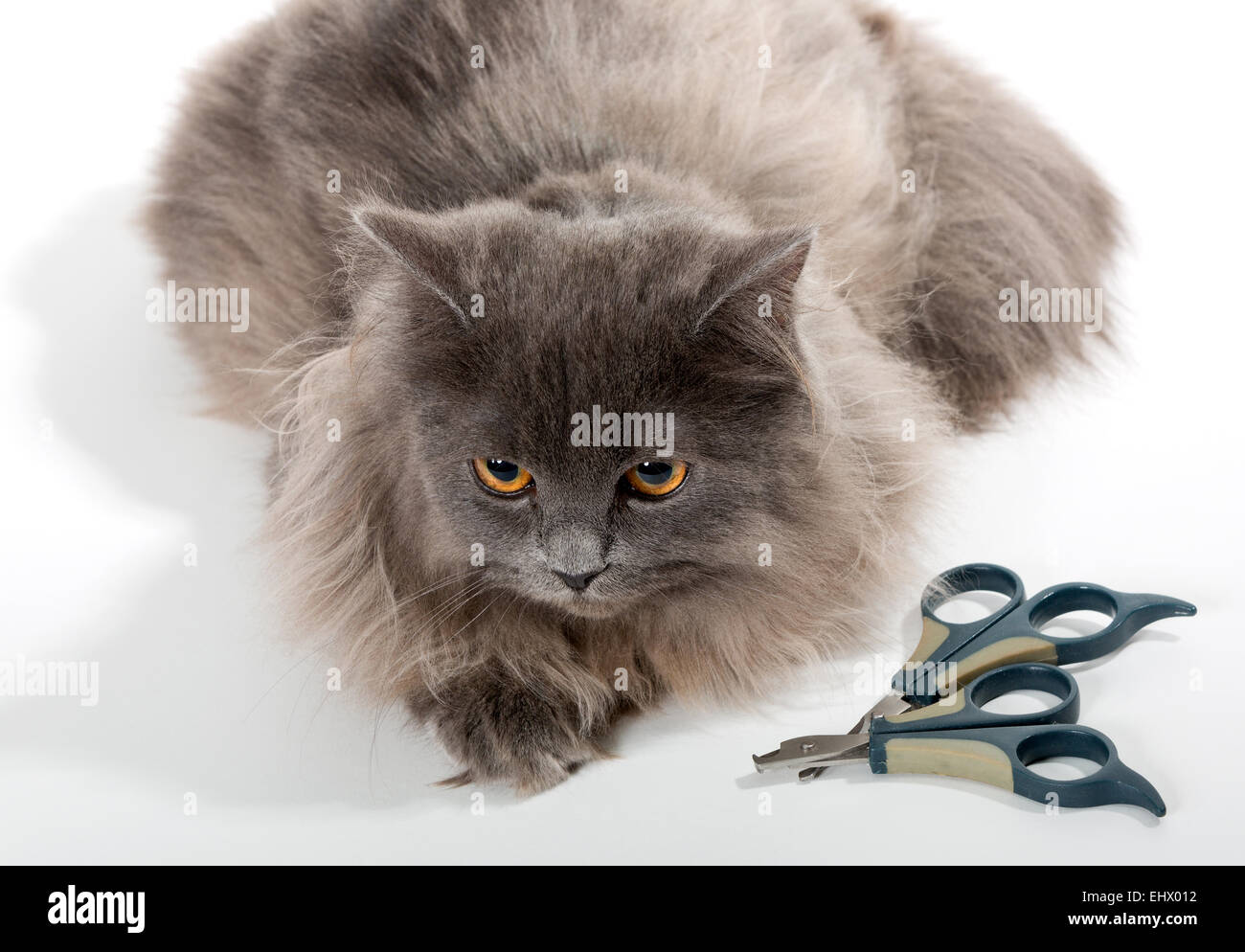 Persian cat hires stock photography and images Alamy