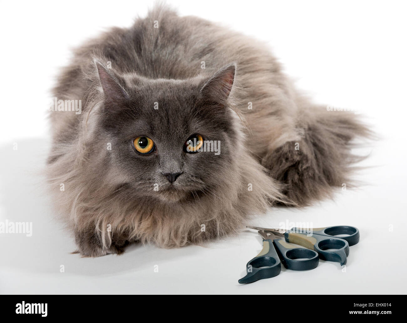 Grey Persian cat, scissors and nail clipper for animal Stock Photo Alamy