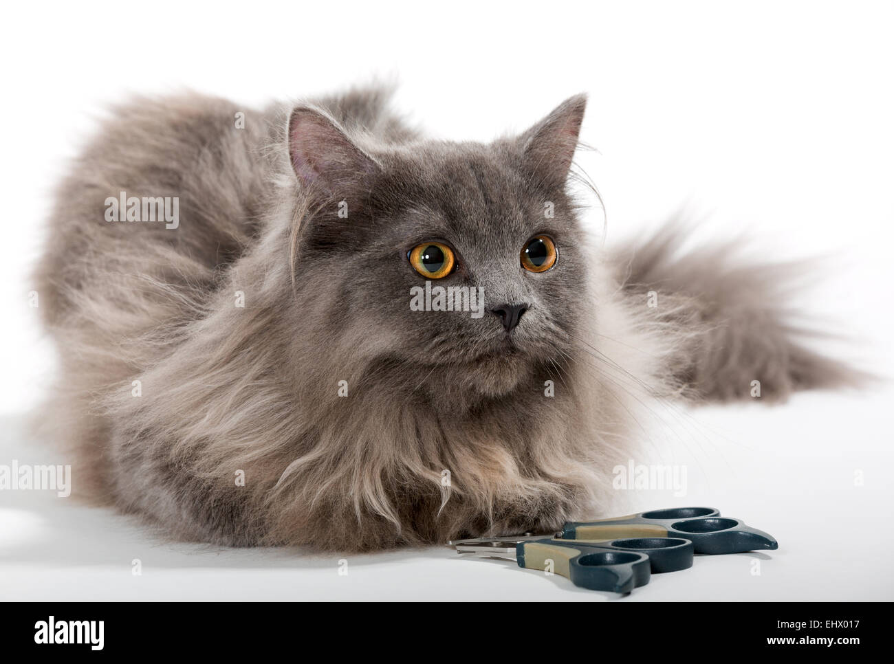 Baby persian cat hires stock photography and images Alamy