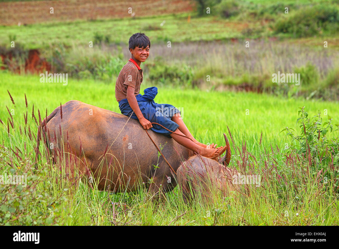 Myanmar, Kalaw, smiling teenage boy sitting on cattle Stock Photo