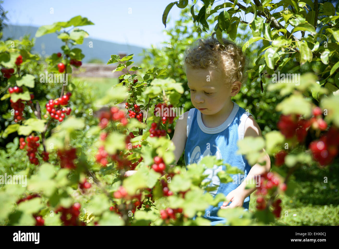 baby picking currants in the garden Stock Photo