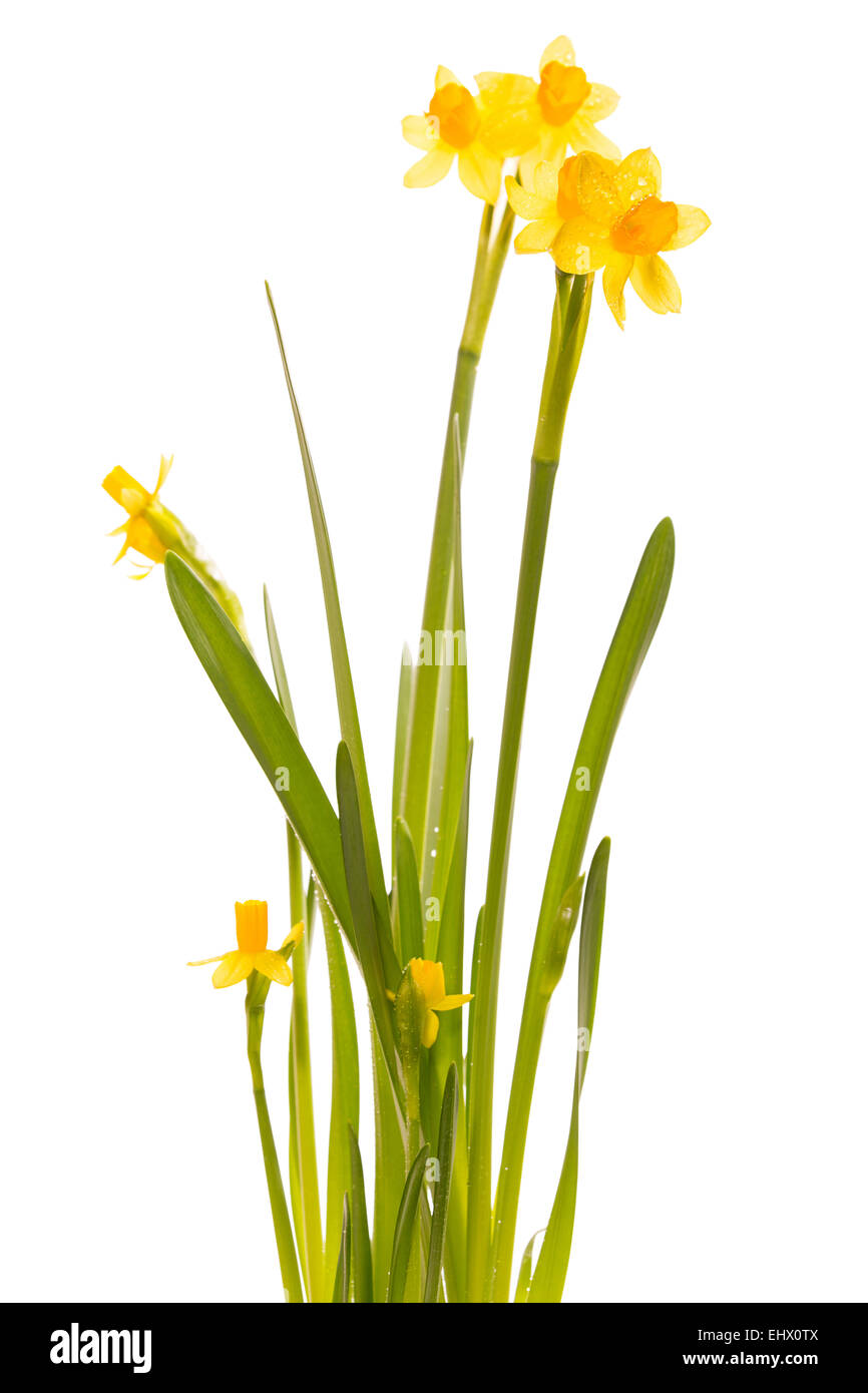 Bouquet of daffodils, isolated on white background Stock Photo - Alamy