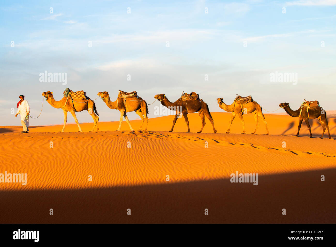 Berber man leading camel train in Sahara desert, Erg Chebbi, Morocco ...