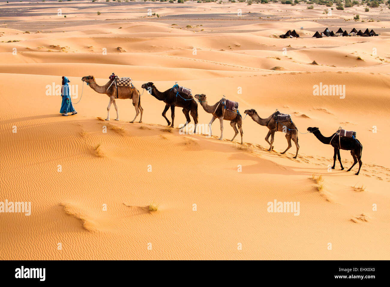 Berber man leading camel train in Sahara desert, Erg Chebbi, Morocco Stock Photo