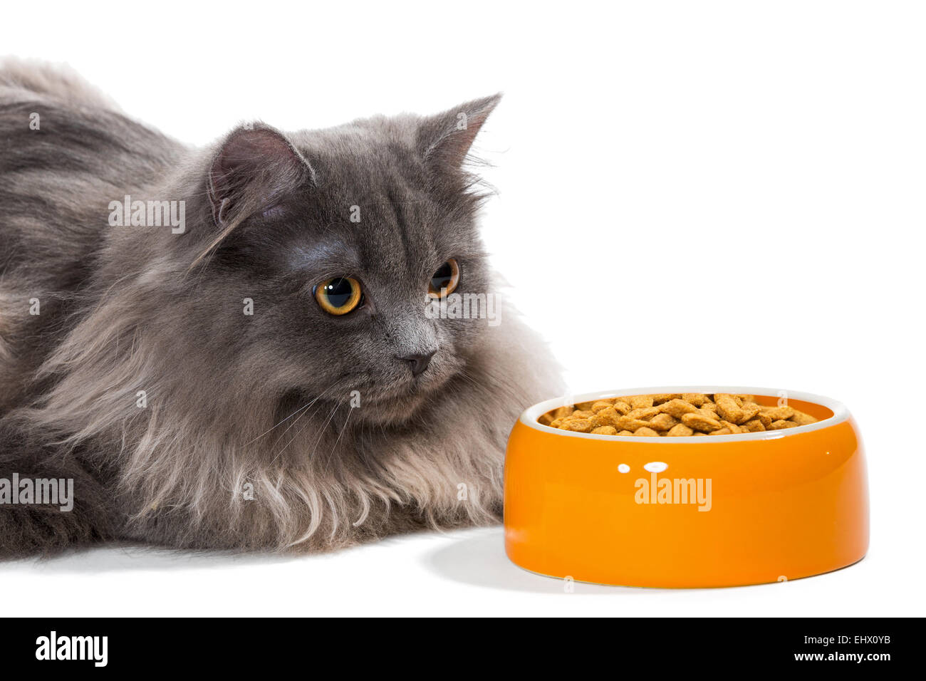 Persian cat sitting near the bowl of dry food, isolated on white Stock  Photo - Alamy