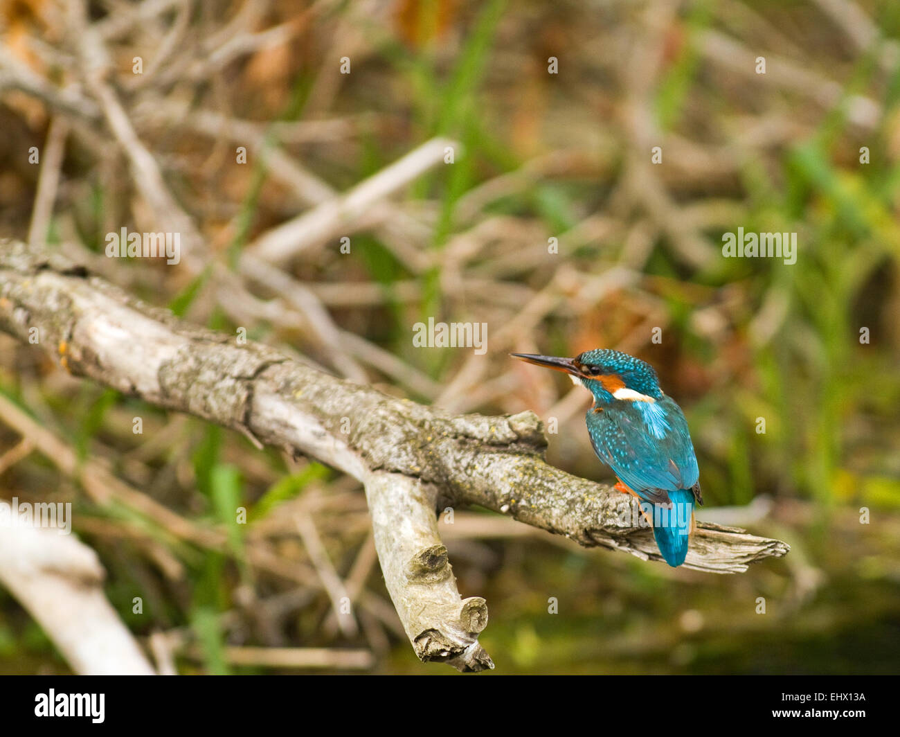 Kingfisher (Alcedo atthis) at a river in Ireland. Stock Photo