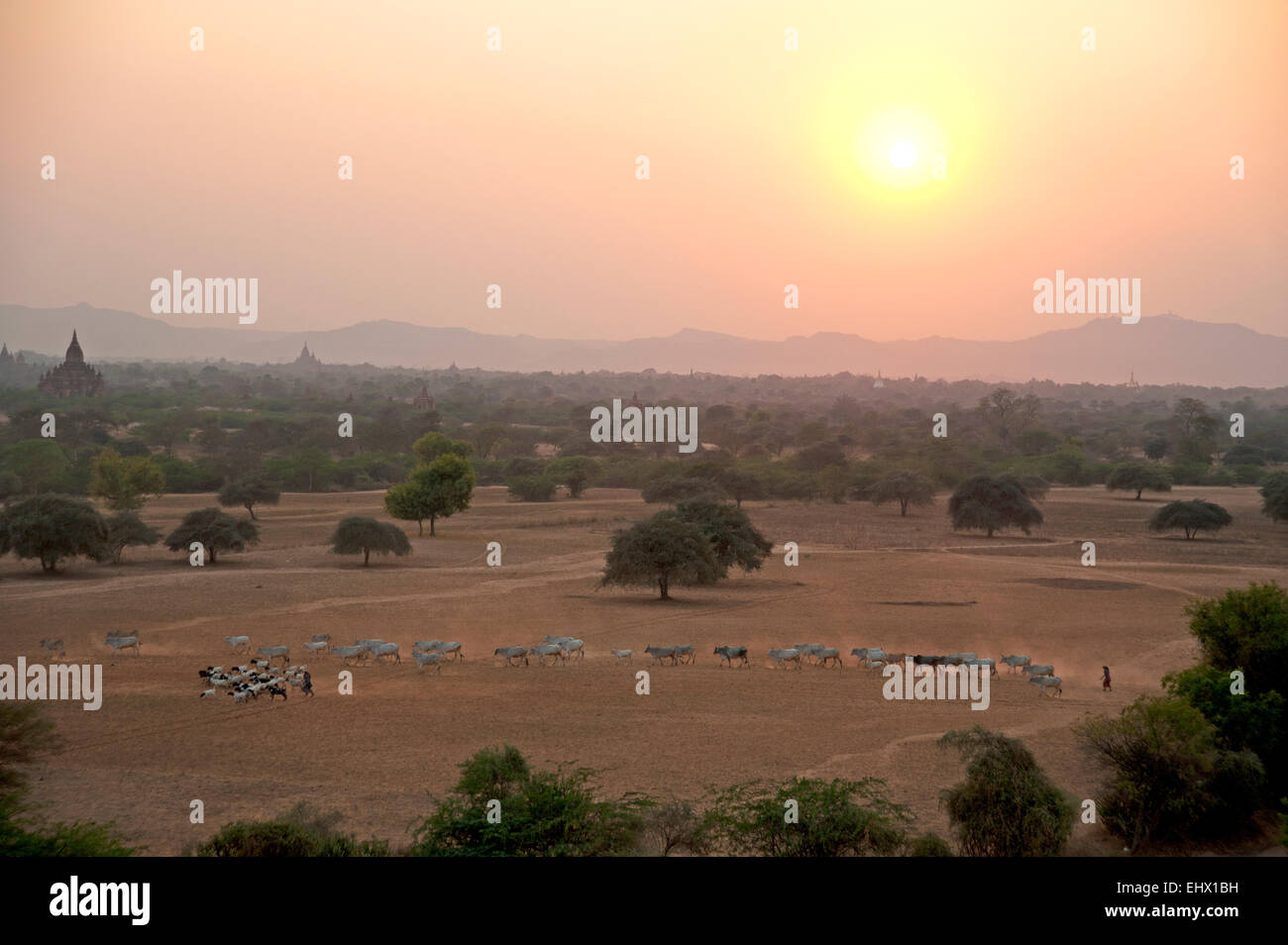 Burmese farmers herd their cattle across the dusty Bagan plain at sunset in Myanmar Burma Stock Photo