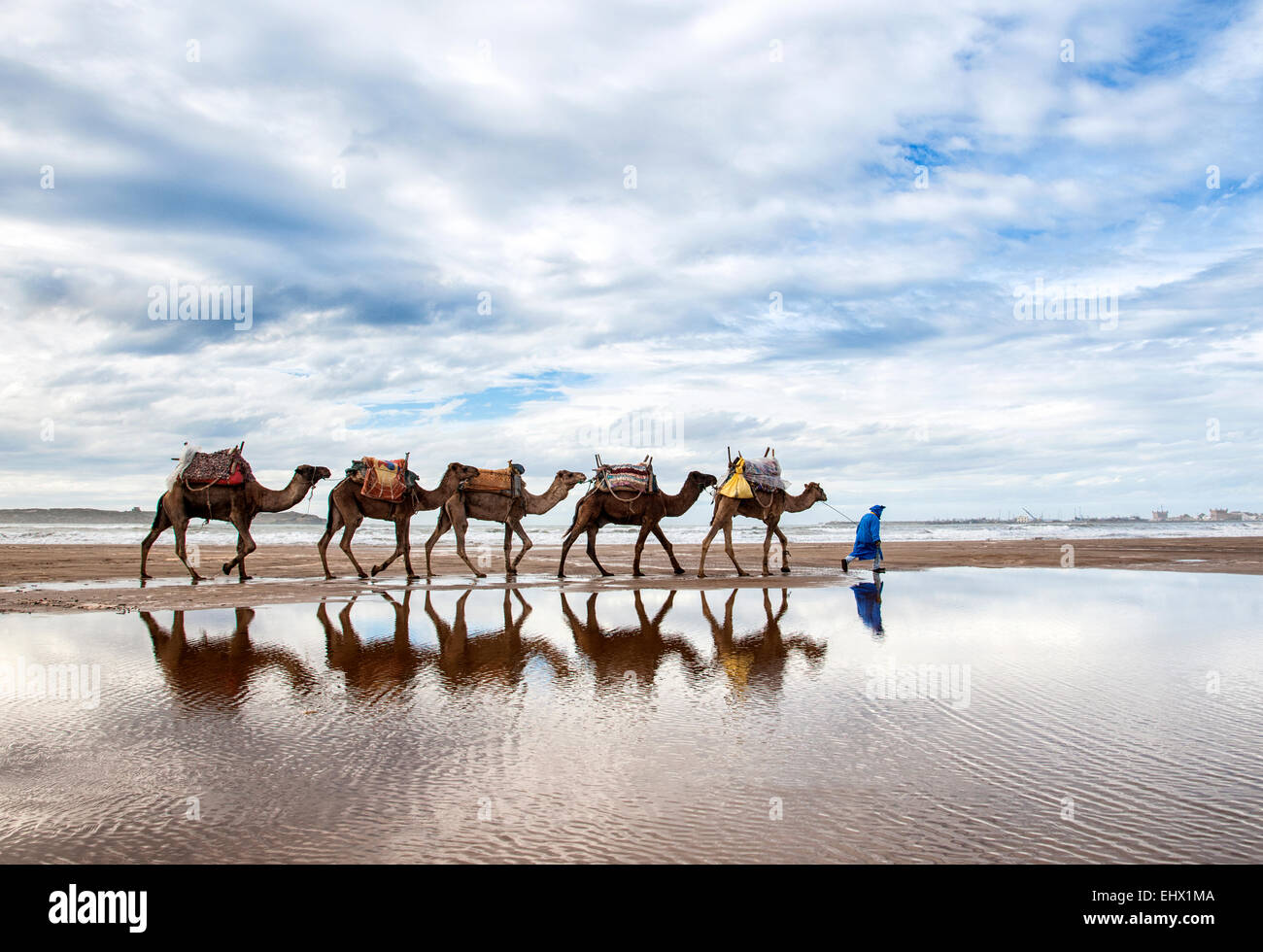Berber man leading camel train on the beach, Essaouira, Morocco Stock Photo