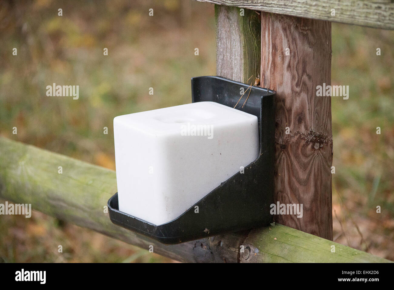 Mineral block for horses Germany Stock Photo Alamy