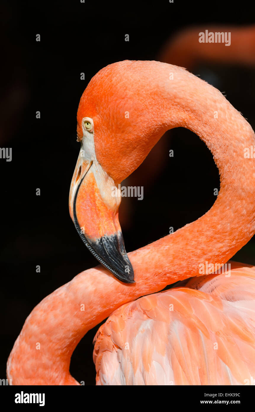 close up of a Caribbean flamingo in Brazil Stock Photo