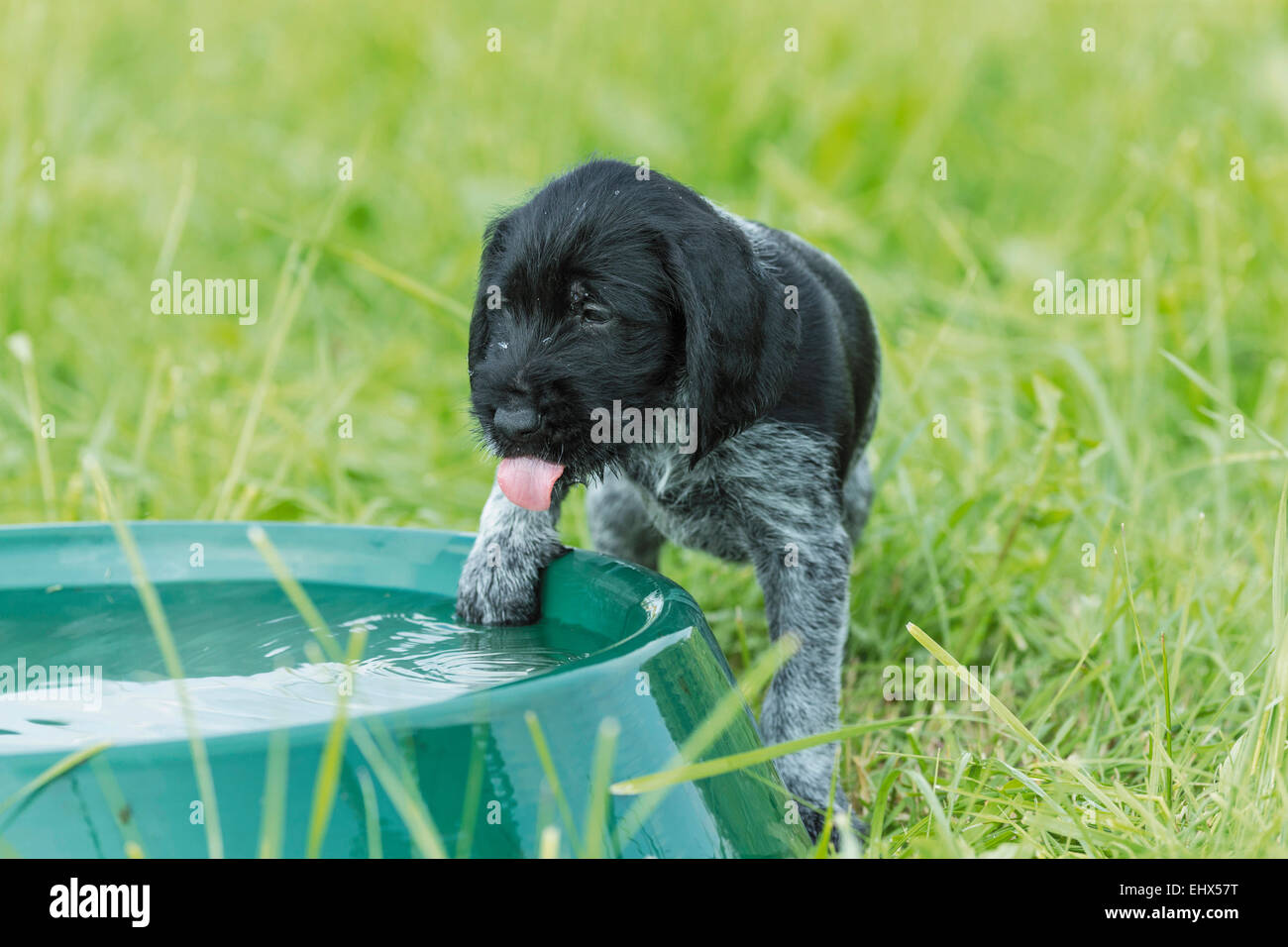 German Wirehaired Pointer Puppy at dish filled water standing lawn Germany Stock Photo