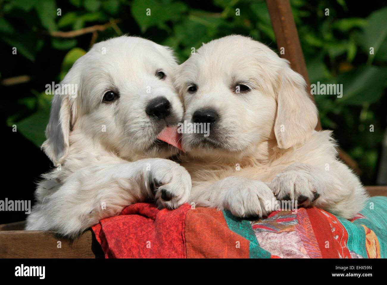 Golden Retriever Two puppies smooching multicoloured blanket Germany Stock Photo